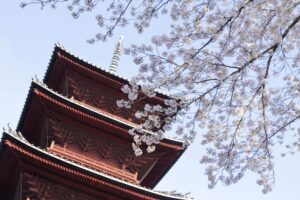 「五重塔と桜」
ヒヨドリさん
