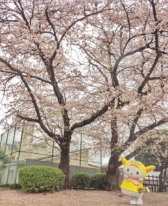 「多摩川台公園のおっきな桜でハイチーズだぴょん♫」
【公式】はねぴょん