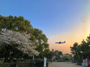 「桜×飛行機×夕焼け」
leruru8さん